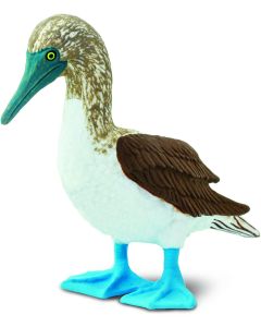 150529 Blue Footed Boody