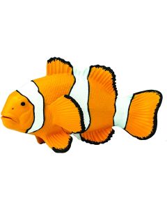 204129 Clown Anemonefish