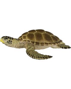 220229 Loggerhead Turtle