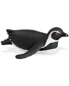 220529 South African Penguin