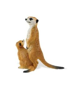 227929 Meerkats