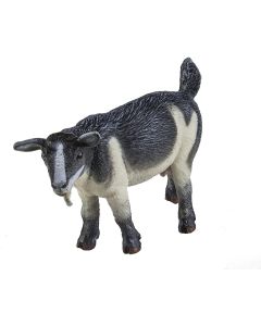 245129 Pygmy Nanny Goat
