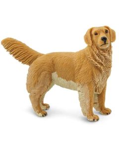 253129 Golden Retriever