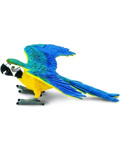 264029 Blue & Gold Macaw