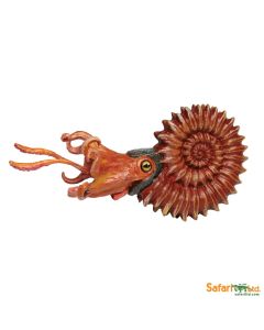 303429 Ammonite 13cm