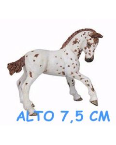 51510 PULEDRO APPALOOSA