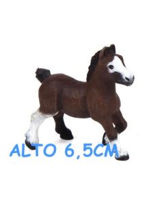 51520 PULEDRO SHETLAND BAIO