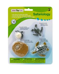 662316 LIFE CYCLE OF A GREEN SEA TURTLE