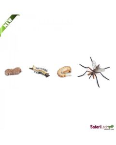 662616 LIFE CYCLE OF A MOSQUITO