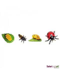 662716 LIFE CYCLE OF A LADYBUG