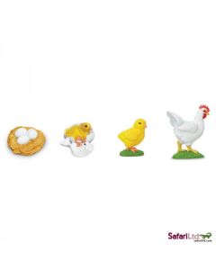 662816 LIFE CYCLE OF A CHICKEN