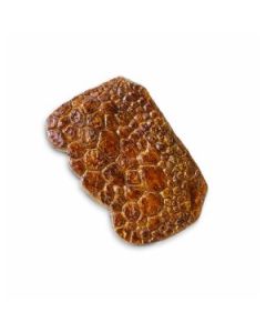 663216 DINO SKIN FOSSIL