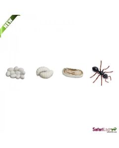 663916 LIFE CICLE OF AN ANT