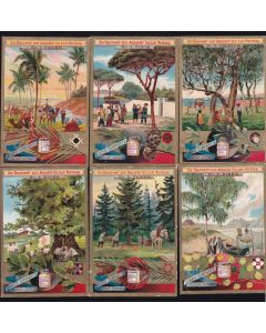 Fig_lbg 500 De - Alberi di differenti latitudini