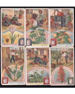 Fig_lbg 905 It - Piante medicinali