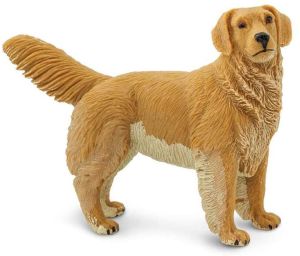 253129 Golden Retriever