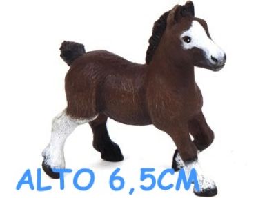 51520 PULEDRO SHETLAND BAIO