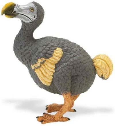 264329 Dodo bird