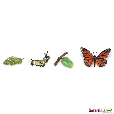 622616 LIFE CYCLE OF A MONARCH BUTTERFLY