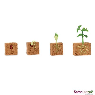 662416 LIFE CYCLE OF A GREEN BEAN PLANT