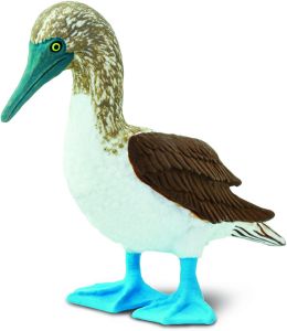 150529 Blue Footed Boody