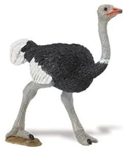 226129 Ostrich