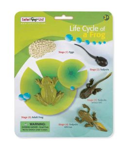 269129 LIFE CYCLE OF A FROG