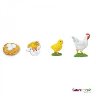662816 LIFE CYCLE OF A CHICKEN