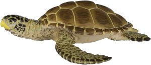 220229 Loggerhead Turtle